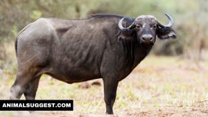 Does Buffalo Meat Taste Like Beef