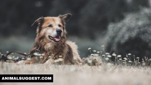 How to Put Weight on an Old Dog
