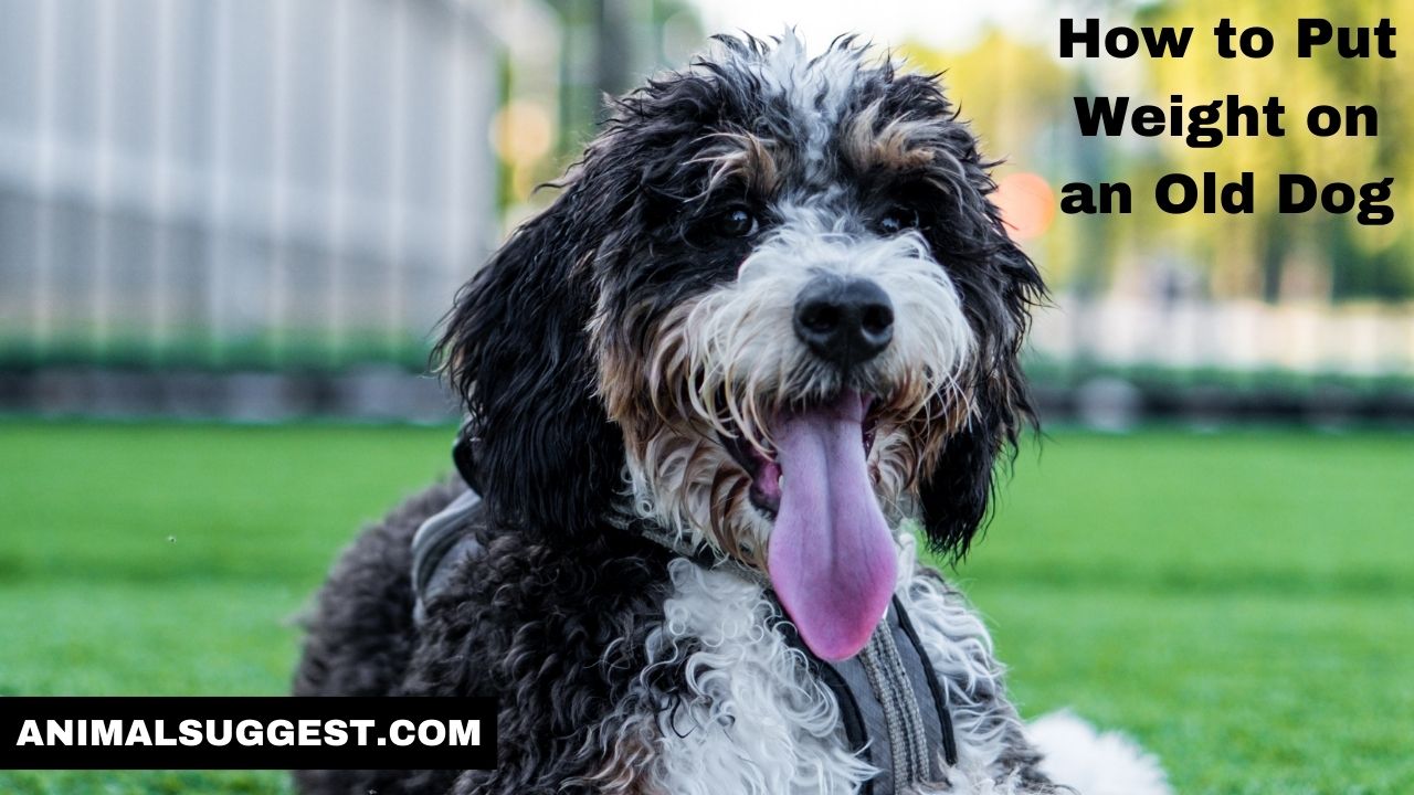How to Put Weight on an Old Dog