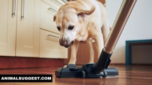 How to Get Rid of Dog Smell in Vacuum